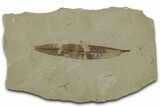 Fossil Leaf (Pseudosalix) - Green River Formation, Utah #325580-1
